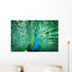 Portrait Peacock with Feathers