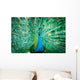 Portrait Peacock with Feathers