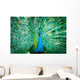 Portrait Peacock with Feathers