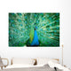 Portrait Peacock with Feathers