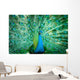 Portrait Peacock with Feathers