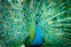 Portrait Peacock with Feathers