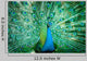 Portrait Peacock with Feathers