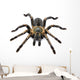 Thai Zebra Tarantula (Haplopelma albostriatum) Wall Decal
