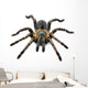 Thai Zebra Tarantula (Haplopelma albostriatum) Wall Decal