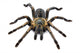 Thai Zebra Tarantula (Haplopelma albostriatum) Wall Decal