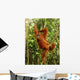 Female Orangutan Hanging Tree Wall Mural