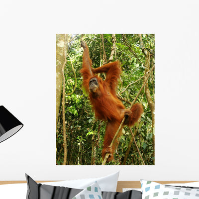 Female Orangutan Hanging Tree Wall Mural shown on a wall