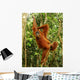 Female Orangutan Hanging Tree Wall Mural