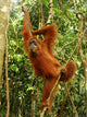 Female Orangutan Hanging Tree Wall Mural