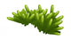 Vector Icon Coral Wall Decal