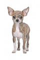Chihuahua Wall Decal