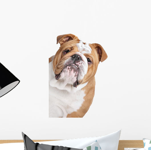 English Bulldog Face Wall Decal