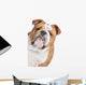 English Bulldog Face Wall Decal