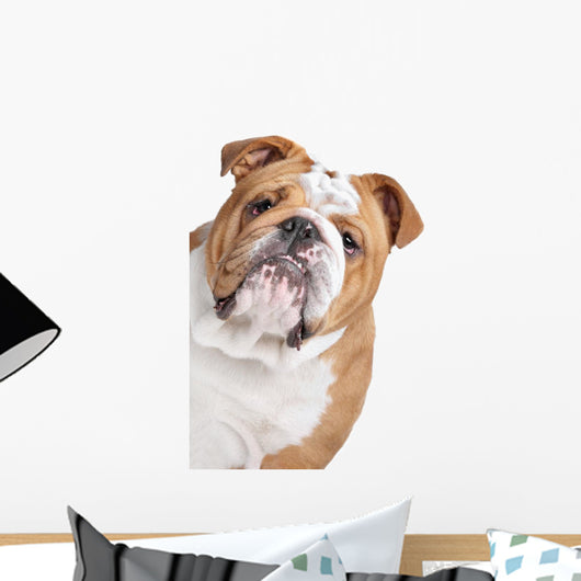 English Bulldog Face Wall Decal