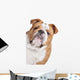 English Bulldog Face Wall Decal