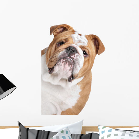 English Bulldog Face Wall Decal