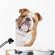 English Bulldog Face Wall Decal