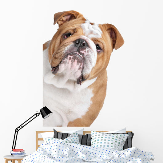 English Bulldog Face Wall Decal