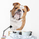 English Bulldog Face Wall Decal