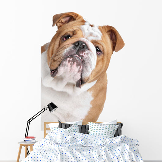 English Bulldog Face Wall Decal
