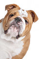 English Bulldog Face Wall Decal