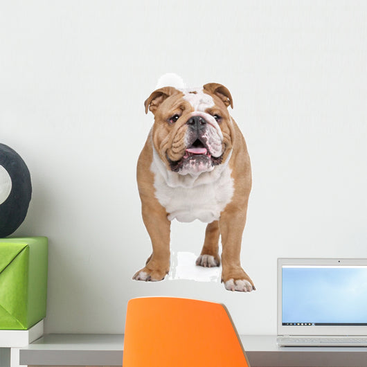 English Bulldog Wall Decal