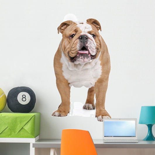 English Bulldog Wall Decal