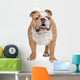 English Bulldog Wall Decal