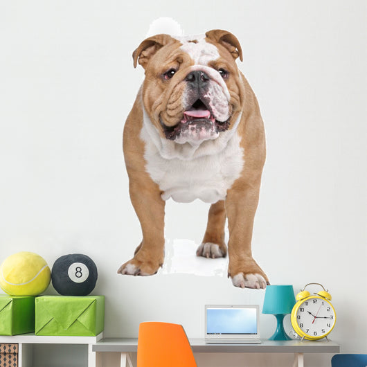 English Bulldog Wall Decal