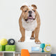 English Bulldog Wall Decal