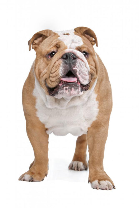 English Bulldog Wall Decal