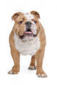 English Bulldog Wall Decal