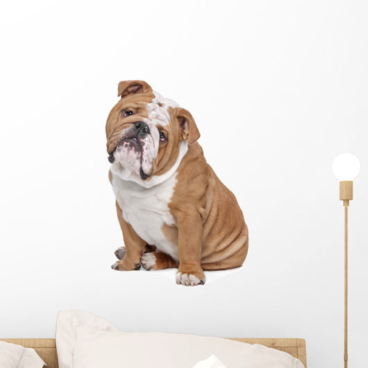 English Bulldog Wall Decal
