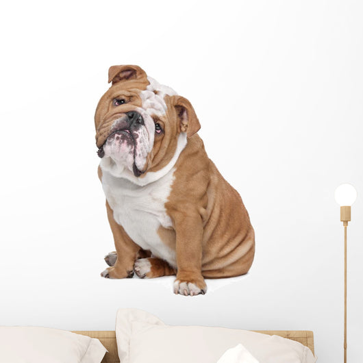 English Bulldog Wall Decal