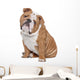 English Bulldog Wall Decal