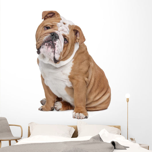 English Bulldog Wall Decal