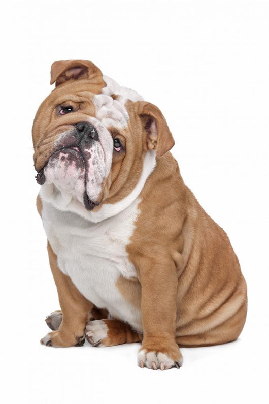 English Bulldog Wall Decal