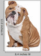 English Bulldog Wall Decal