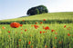 Poppy Field Wall Decal