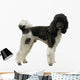 Pudel Wall Decal