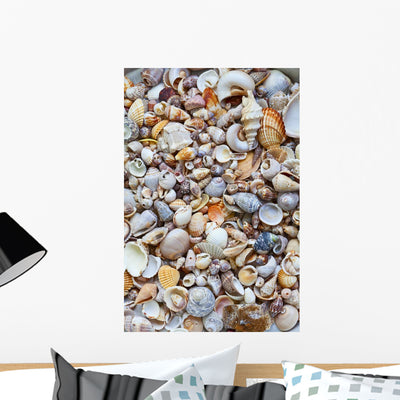 Seashells shown on a wall