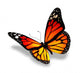 Yellow-orange Butterfly White Wall Decal