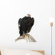 Andean Condor.  Isolated over White Wall Decal