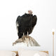 Andean Condor.  Isolated over White Wall Decal