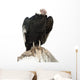 Andean Condor.  Isolated over White Wall Decal