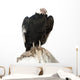 Andean Condor.  Isolated over White Wall Decal