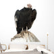 Andean Condor.  Isolated over White Wall Decal