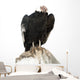 Andean Condor.  Isolated over White Wall Decal