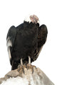 Andean Condor.  Isolated over White Wall Decal